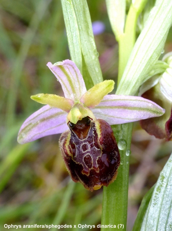 Il lago di Campotosto, orchidee, maltempo eschiarite! maggio/giugno 2023.